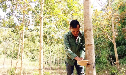 Mủ cao su lên giá, dân vẫn chưa vui